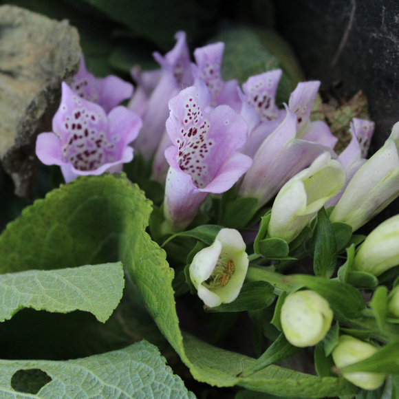 Meet your Posher, Sarah - Picture 3 of 3